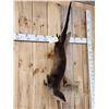 Image 3 : Swimming Otter Full Body Taxidermy Mount