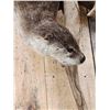 Image 4 : Swimming Otter Full Body Taxidermy Mount