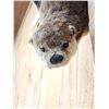 Image 5 : Swimming Otter Full Body Taxidermy Mount