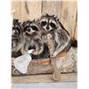 Image 3 : Family Of Raccoons Fishing In A Birch Bark Canoe Taxidermy