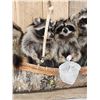 Image 4 : Family Of Raccoons Fishing In A Birch Bark Canoe Taxidermy