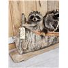 Image 5 : Family Of Raccoons Fishing In A Birch Bark Canoe Taxidermy