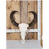 Asian Water Buffalo Skull Taxidermy