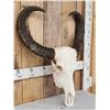 Image 3 : Asian Water Buffalo Skull Taxidermy