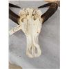 Image 4 : Asian Water Buffalo Skull Taxidermy