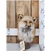 Red Fox Bust Table Top Pedestal Taxidermy Mount