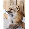 Image 2 : Red Fox Bust Table Top Pedestal Taxidermy Mount