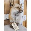 Image 3 : Red Fox Bust Table Top Pedestal Taxidermy Mount