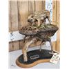 Image 2 : Baby Wild Hog Piglet Full Body Taxidermy Mount