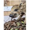 Image 5 : Baby Wild Hog Piglet Full Body Taxidermy Mount