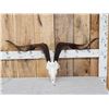 Image 1 : Catalina Goat Skull Taxidermy