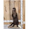 Image 1 : Standing Otter Full Body Taxidermy Mount