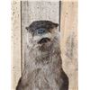 Image 2 : Standing Otter Full Body Taxidermy Mount