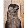 Image 3 : Standing Otter Full Body Taxidermy Mount
