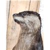 Image 5 : Standing Otter Full Body Taxidermy Mount