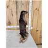 Image 6 : Standing Otter Full Body Taxidermy Mount