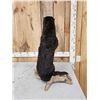 Image 7 : Standing Otter Full Body Taxidermy Mount