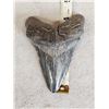 Big Fossilized Megalodon Shark Tooth