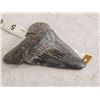 Image 2 : Big Fossilized Megalodon Shark Tooth