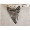 Image 4 : Big Fossilized Megalodon Shark Tooth