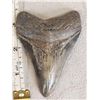 Fossilized Megalodon Shark Tooth
