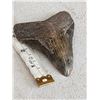 Image 2 : Fossilized Megalodon Shark Tooth