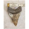 Image 4 : Fossilized Megalodon Shark Tooth