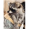 Image 5 : 2 Raccoon In A Birch Bark Canoe Taxidermy