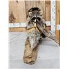 Image 6 : 2 Raccoon In A Birch Bark Canoe Taxidermy