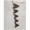Image 1 : 5 Fossilized Megalodon Shark Teeth