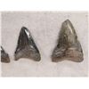 Image 2 : 5 Fossilized Megalodon Shark Teeth