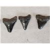 Image 3 : 5 Fossilized Megalodon Shark Teeth