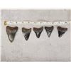 Image 4 : 5 Fossilized Megalodon Shark Teeth