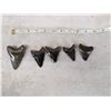Image 5 : 5 Fossilized Megalodon Shark Teeth