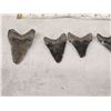 Image 6 : 5 Fossilized Megalodon Shark Teeth