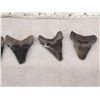 Image 7 : 5 Fossilized Megalodon Shark Teeth