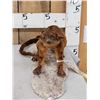 Image 1 : Super Rare Kinkajou Full Body Taxidermy Mount