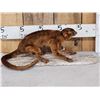 Image 2 : Super Rare Kinkajou Full Body Taxidermy Mount