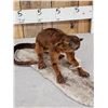 Image 3 : Super Rare Kinkajou Full Body Taxidermy Mount
