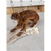Image 4 : Super Rare Kinkajou Full Body Taxidermy Mount