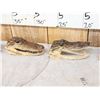 Image 3 : Collection Of 5 Taxidermy Alligator Heads