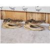 Image 4 : Collection Of 5 Taxidermy Alligator Heads