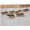 Image 5 : Collection Of 5 Taxidermy Alligator Heads