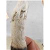 Image 7 : Hand Carved Antler Walking Stick Handle Artwork