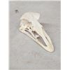 Image 3 : Ostrich Skull Taxidermy