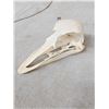 Image 4 : Ostrich Skull Taxidermy