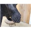 Image 11 : Big Black Bear Full Body Taxidermy Mount