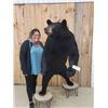 Image 1 : Big Black Bear Full Body Taxidermy Mount