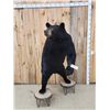 Image 2 : Big Black Bear Full Body Taxidermy Mount
