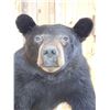 Image 3 : Big Black Bear Full Body Taxidermy Mount